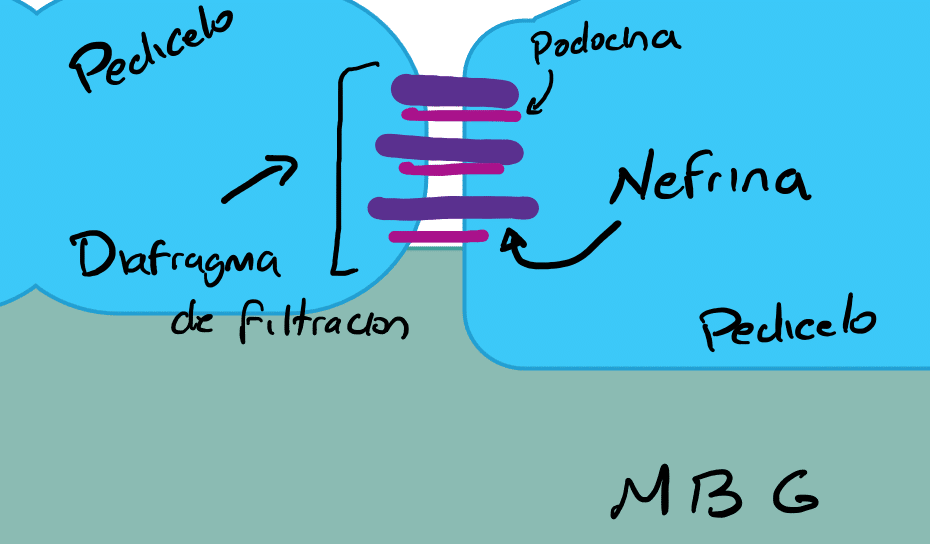 fisiología glomerular